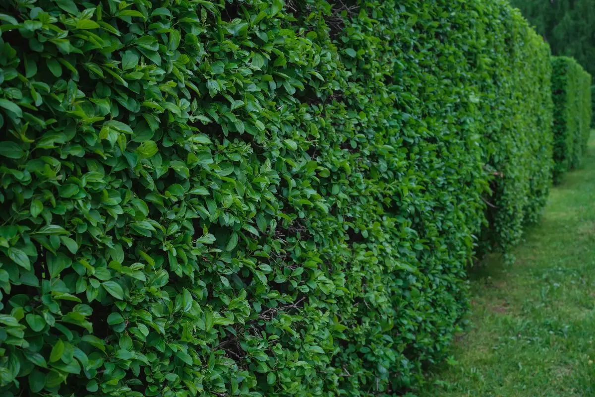 Rampicanti sempreverdi: le migliori per siepi decorative facili da coltivare Rampicanti sempreverdi: le migliori per siepi decorative facili da coltivare