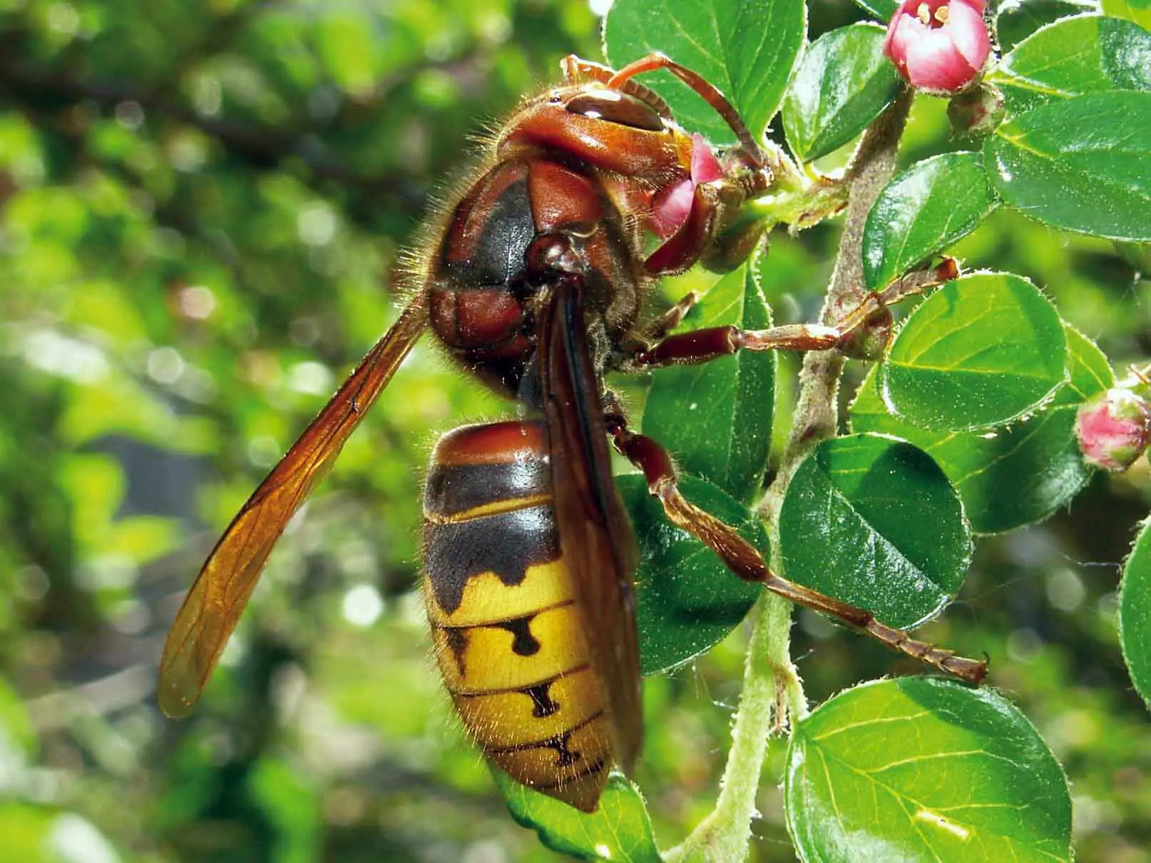 La rampicante fiorita che attira le api e protegge le colture dell’orto La rampicante fiorita che attira le api e protegge le colture dell’orto