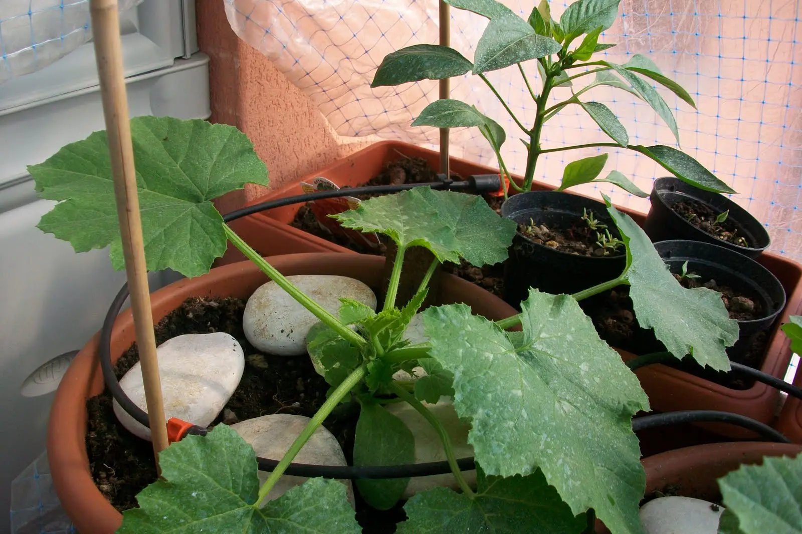 Verdure che prosperano con i gusci d’uovo: ecco quali coltivare sul balcone Verdure che prosperano con i gusci d’uovo: ecco quali coltivare sul balcone