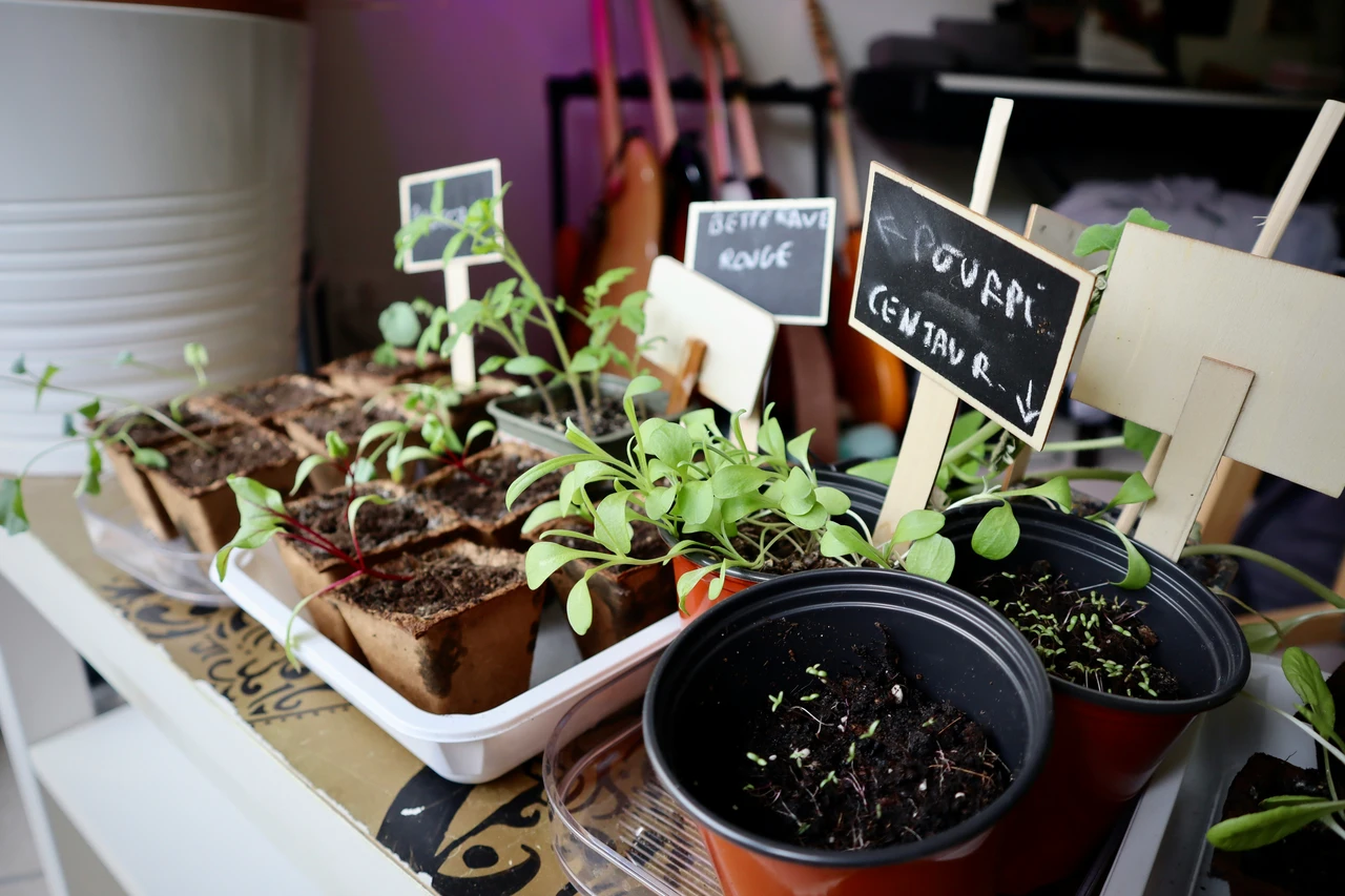 Verdure che prosperano con i gusci d’uovo: ecco quali coltivare sul balcone Verdure che prosperano con i gusci d’uovo: ecco quali coltivare sul balcone