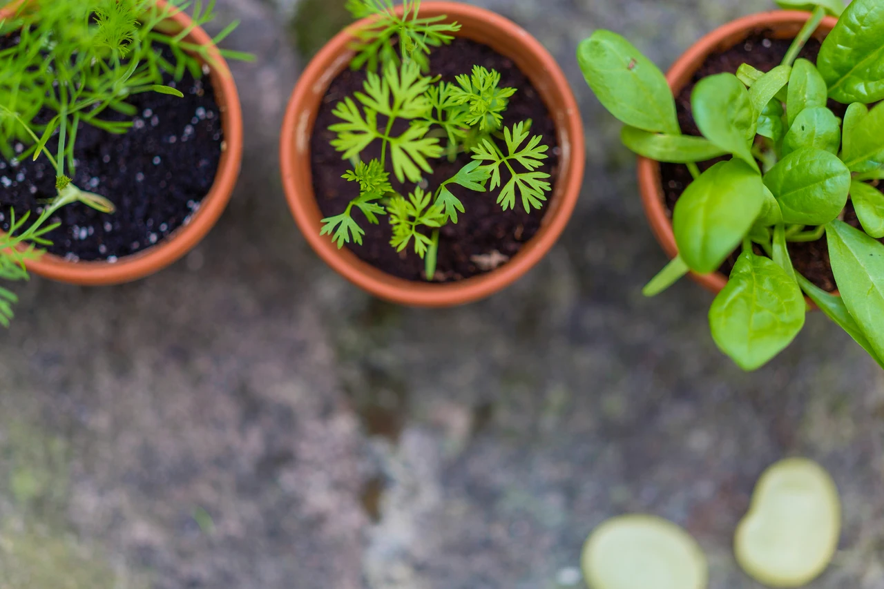 Verdure che prosperano con i gusci d’uovo: ecco quali coltivare sul balcone Verdure che prosperano con i gusci d’uovo: ecco quali coltivare sul balcone