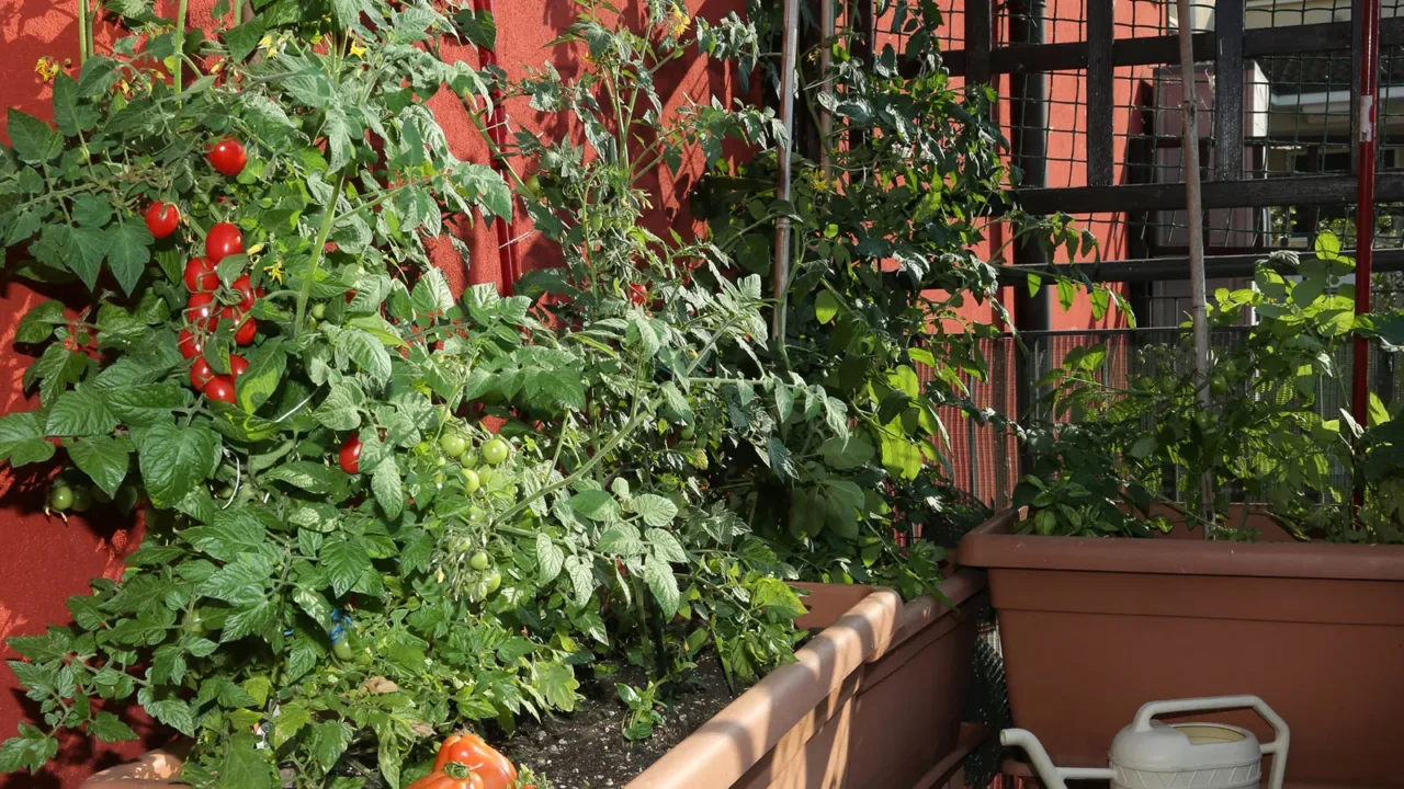 Verdure che prosperano con i gusci d’uovo: ecco quali coltivare sul balcone Verdure che prosperano con i gusci d’uovo: ecco quali coltivare sul balcone
