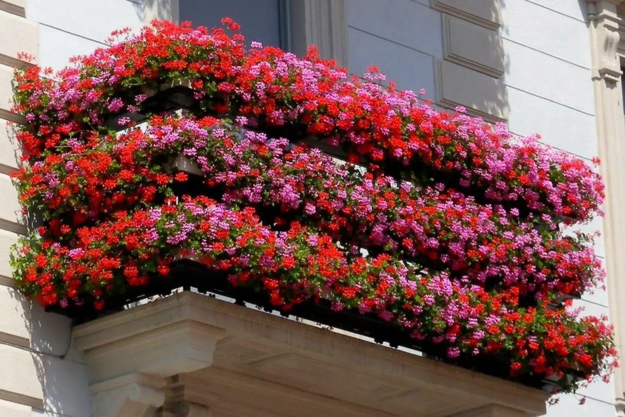 Fioritura continua sul balcone: la pianta che trasforma qualsiasi angolo in pochi giorni Fioritura continua sul balcone: la pianta che trasforma qualsiasi angolo in pochi giorni