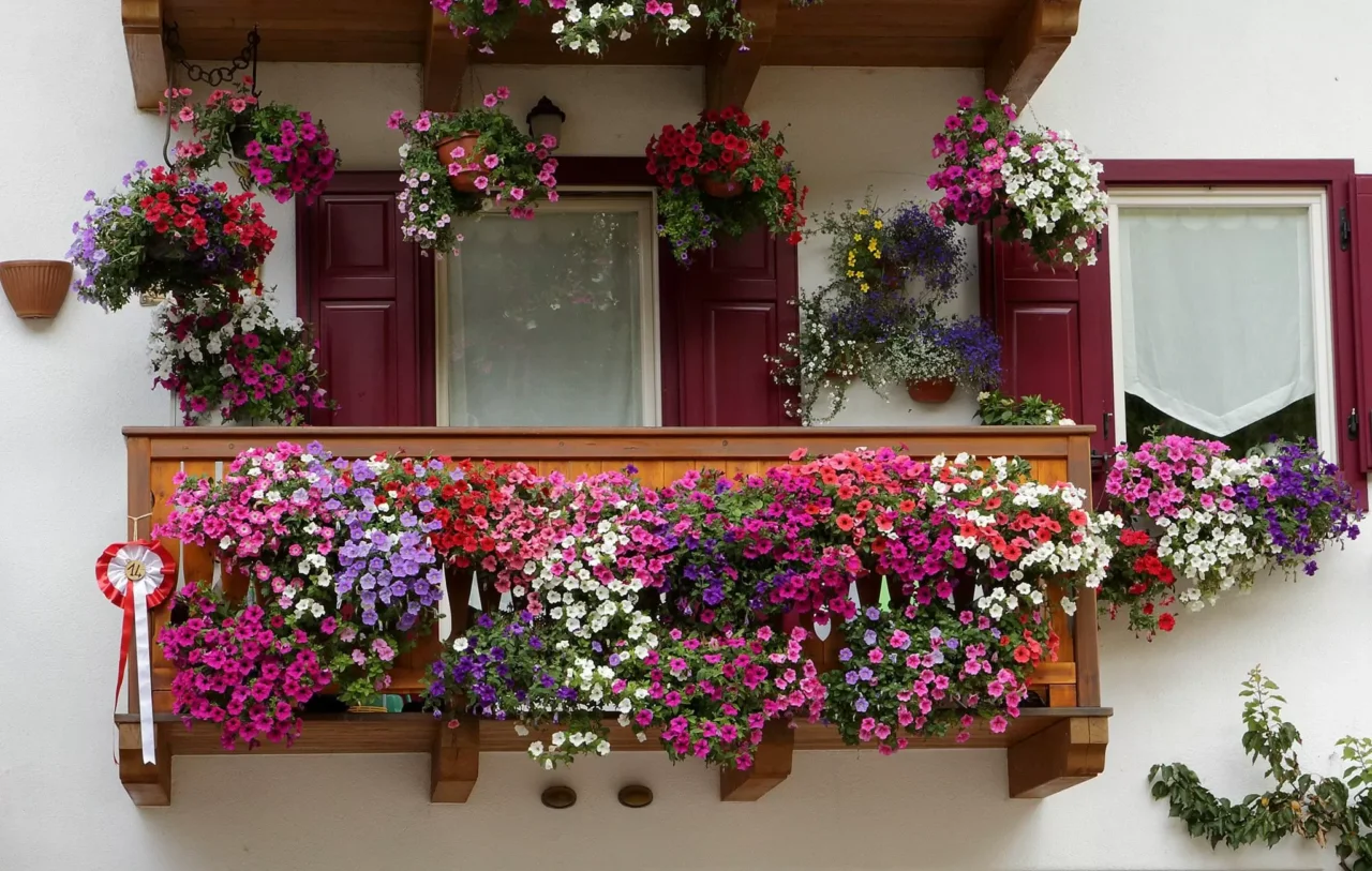 Fioritura continua sul balcone: la pianta che trasforma qualsiasi angolo in pochi giorni Fioritura continua sul balcone: la pianta che trasforma qualsiasi angolo in pochi giorni
