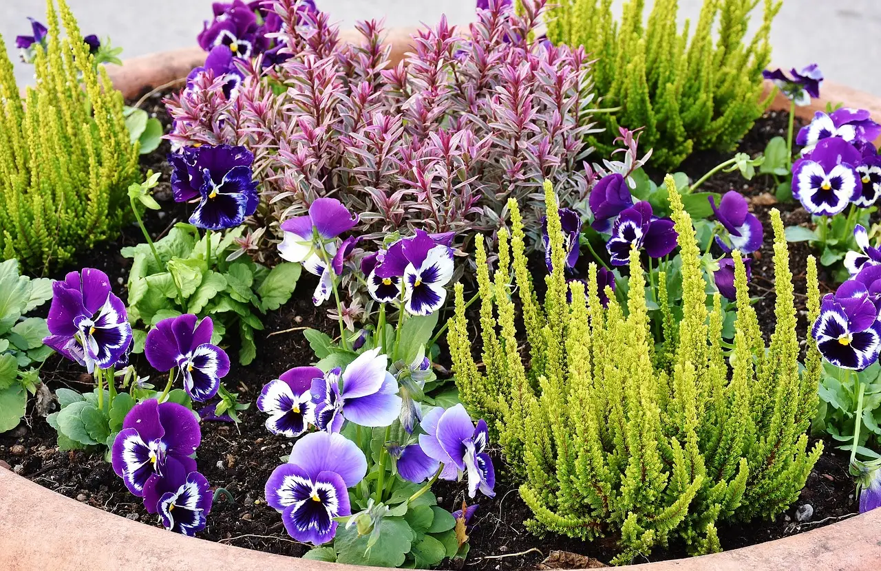 Vasi sempre colorati: prova questa varietà perenni resistente al caldo e al freddo Vasi sempre colorati: prova questa varietà perenni resistente al caldo e al freddo
