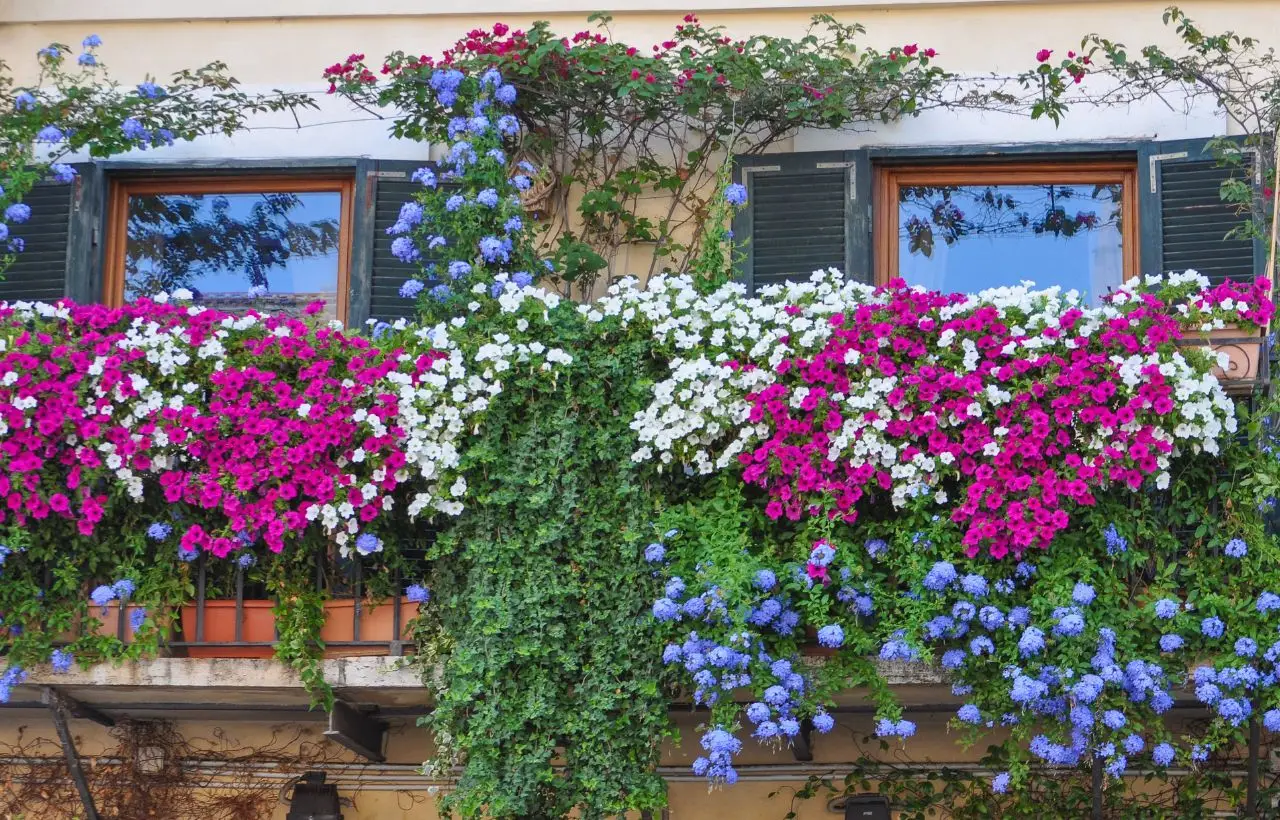 Rampicanti resistenti al caldo: scegli la varietà perfetta per il tuo balcone Rampicanti resistenti al caldo: scegli la varietà perfetta per il tuo balcone