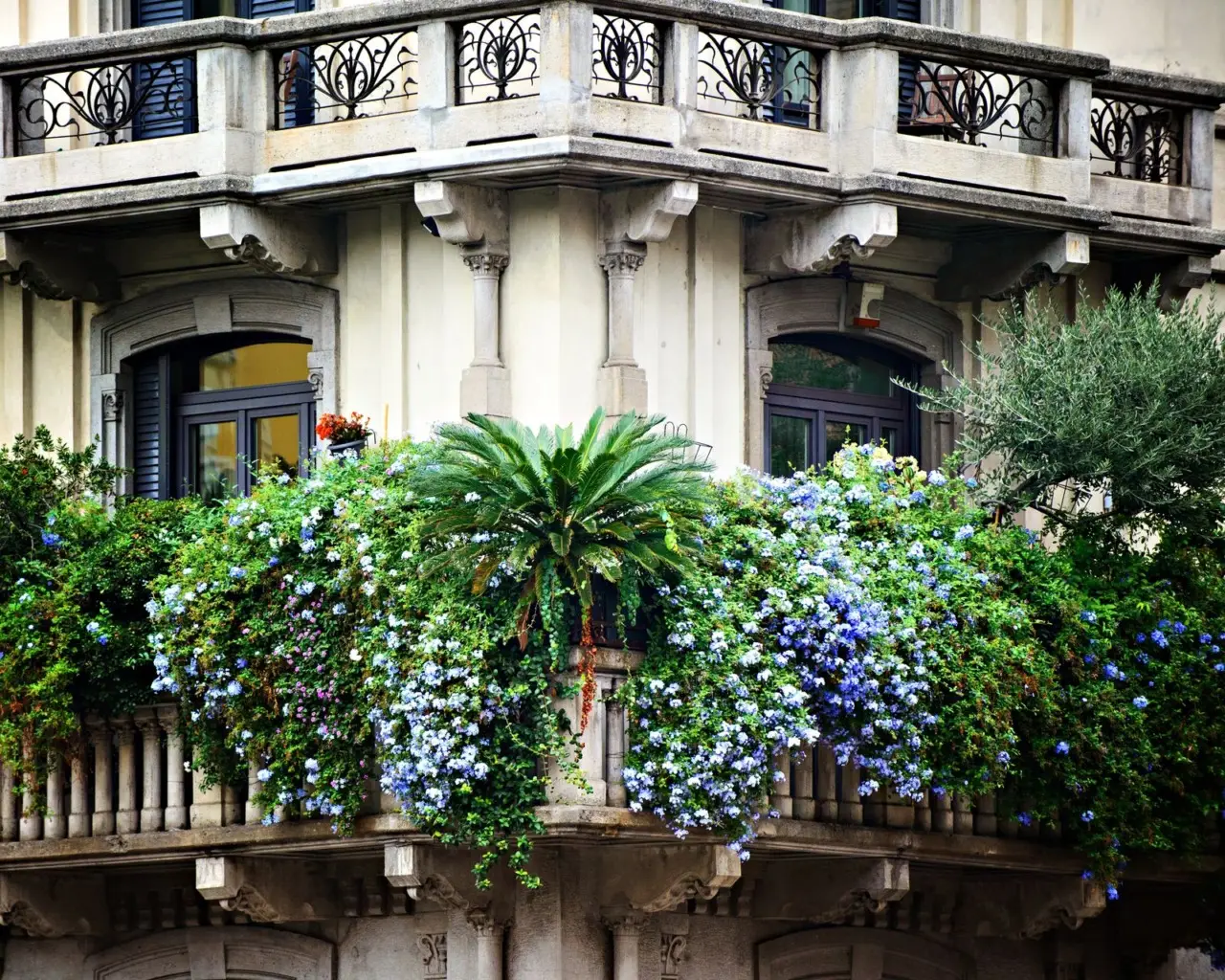 Rampicanti resistenti al caldo: scegli la varietà perfetta per il tuo balcone Rampicanti resistenti al caldo: scegli la varietà perfetta per il tuo balcone