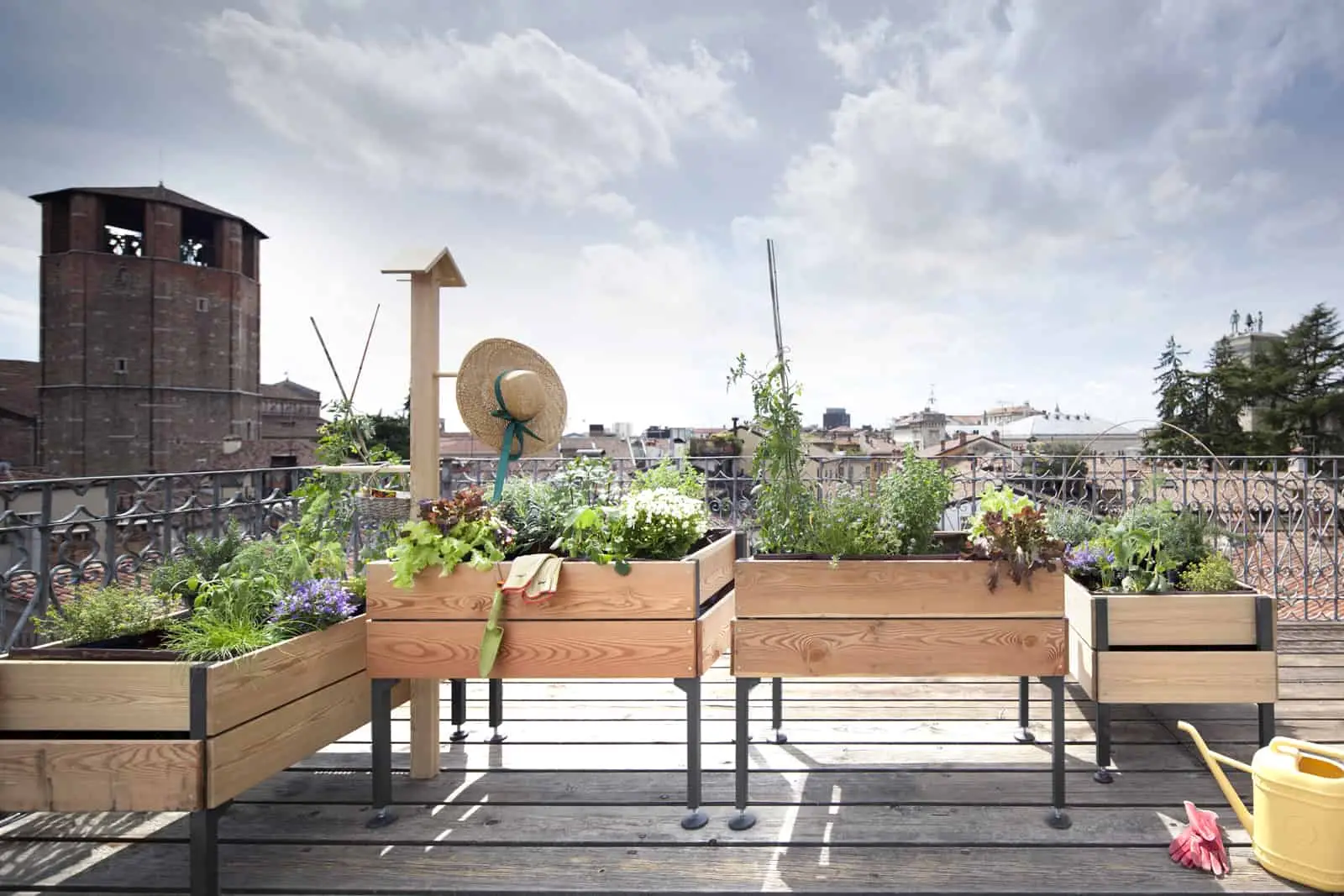 La pianta che riduce lo smog in terrazzo e si cura da sola anche d’estate La pianta che riduce lo smog in terrazzo e si cura da sola anche d’estate