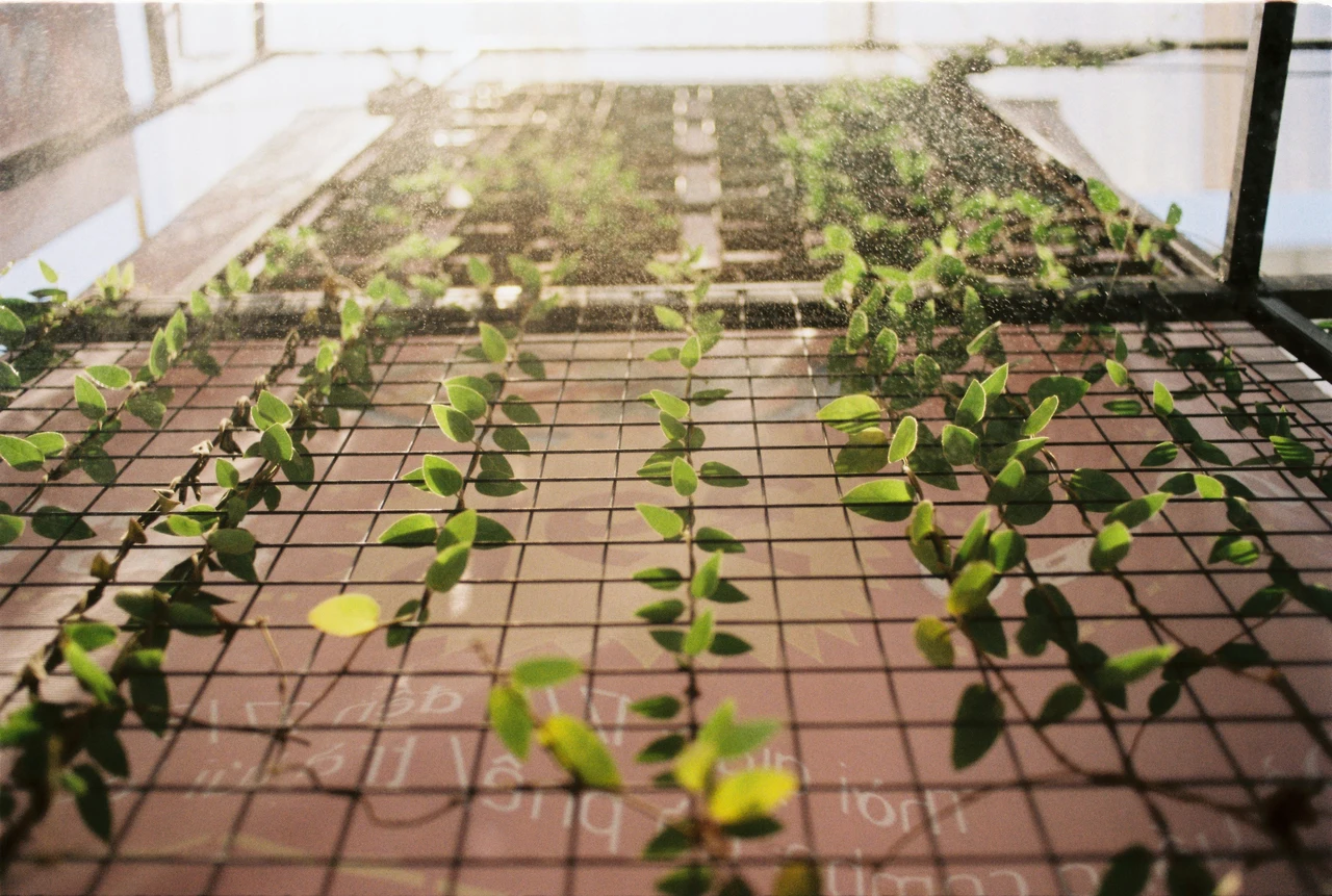 La pianta che riduce lo smog in terrazzo e si cura da sola anche d’estate La pianta che riduce lo smog in terrazzo e si cura da sola anche d’estate