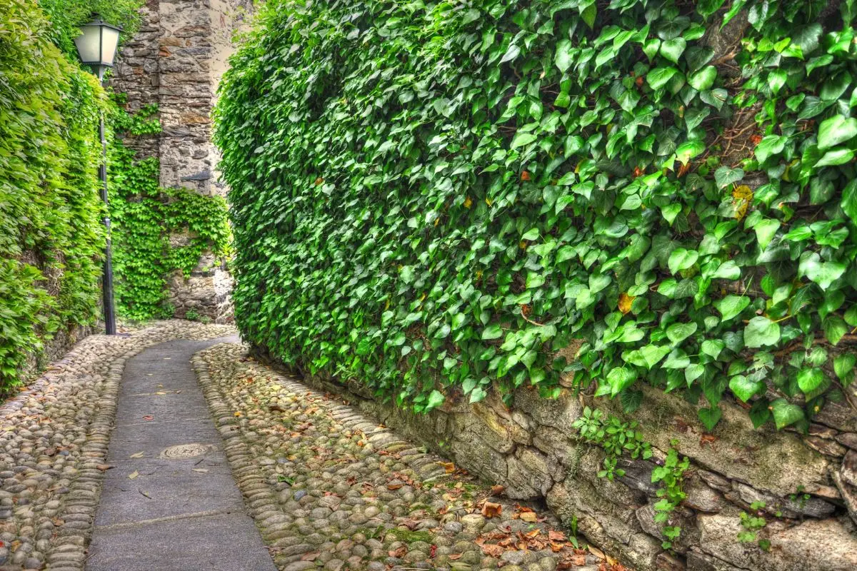 Rampicanti sempreverdi: le migliori per siepi decorative facili da coltivare Rampicanti sempreverdi: le migliori per siepi decorative facili da coltivare