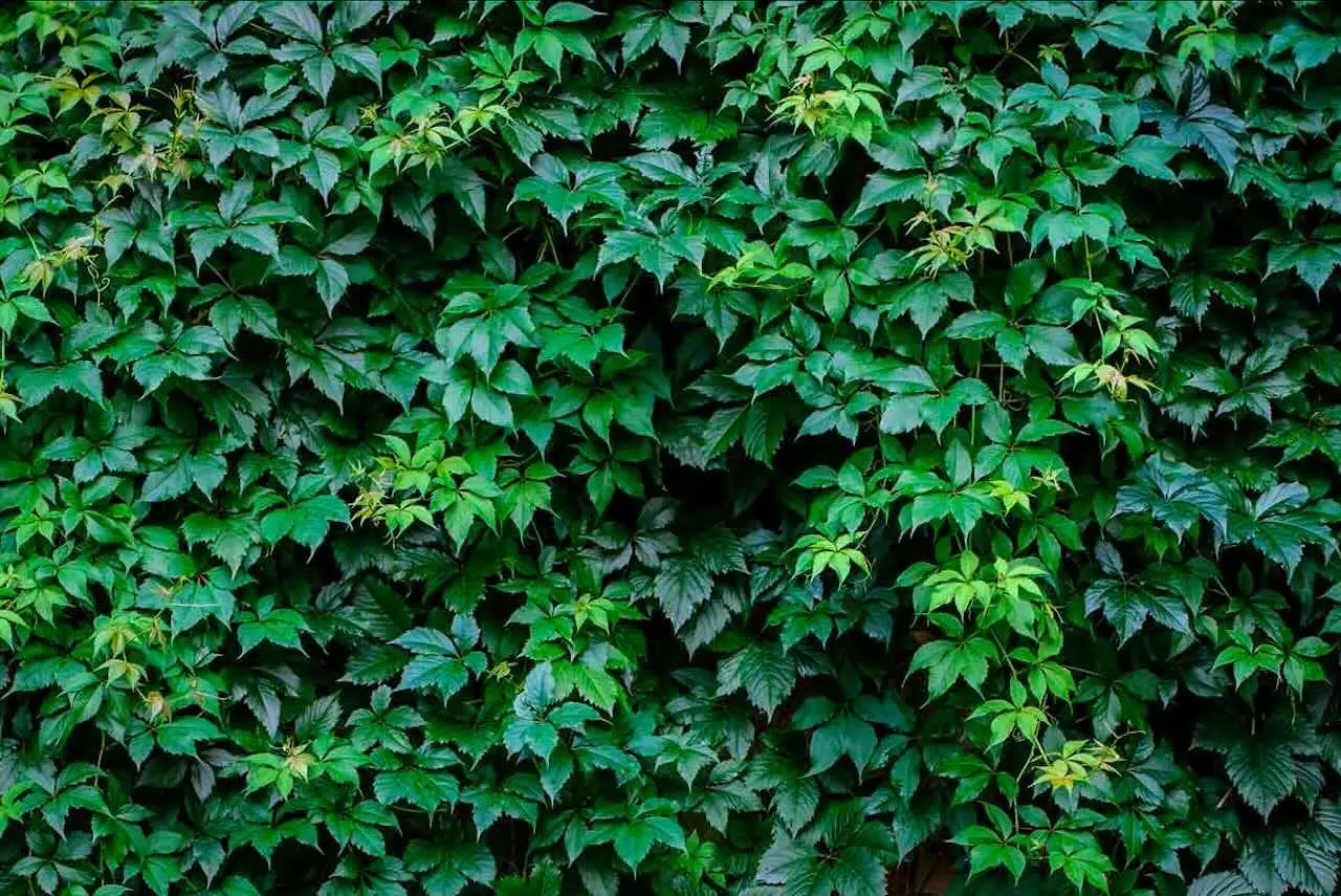 Rampicanti sempreverdi: le migliori per siepi decorative facili da coltivare Rampicanti sempreverdi: le migliori per siepi decorative facili da coltivare