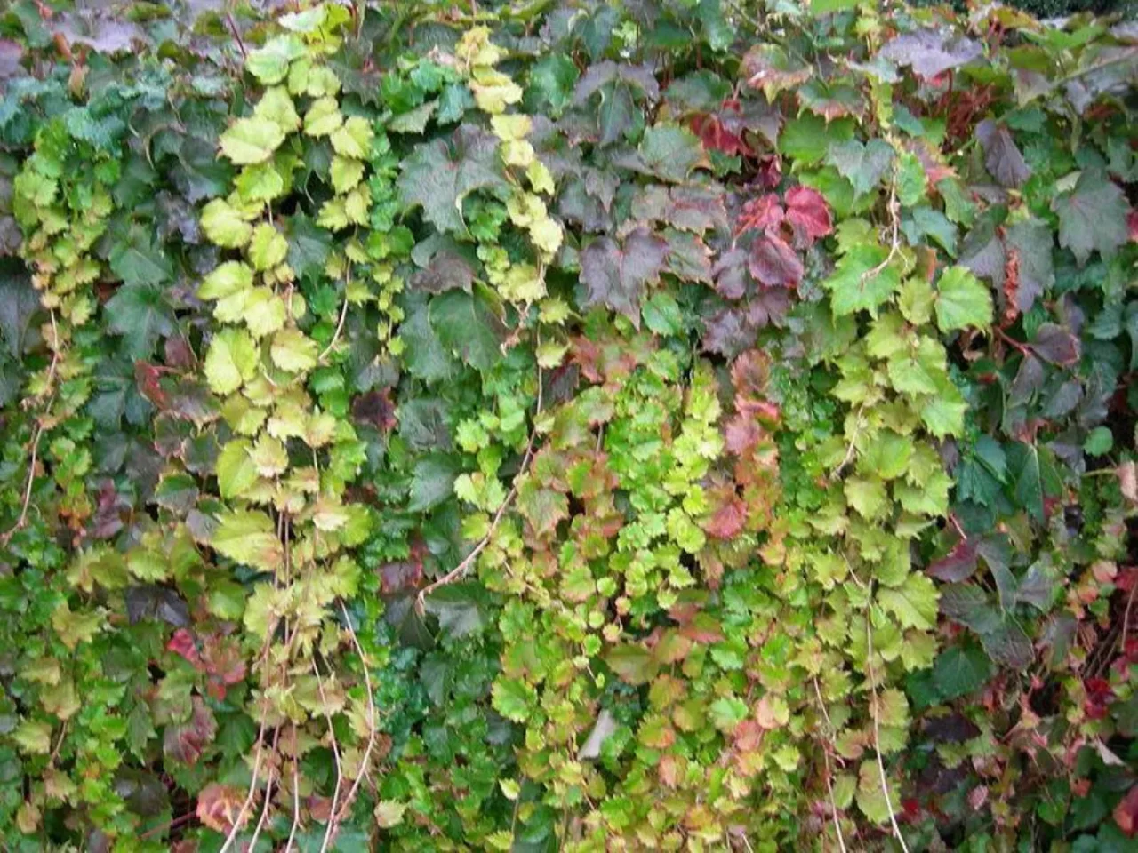 Rampicanti sempreverdi: le migliori per siepi decorative facili da coltivare Rampicanti sempreverdi: le migliori per siepi decorative facili da coltivare