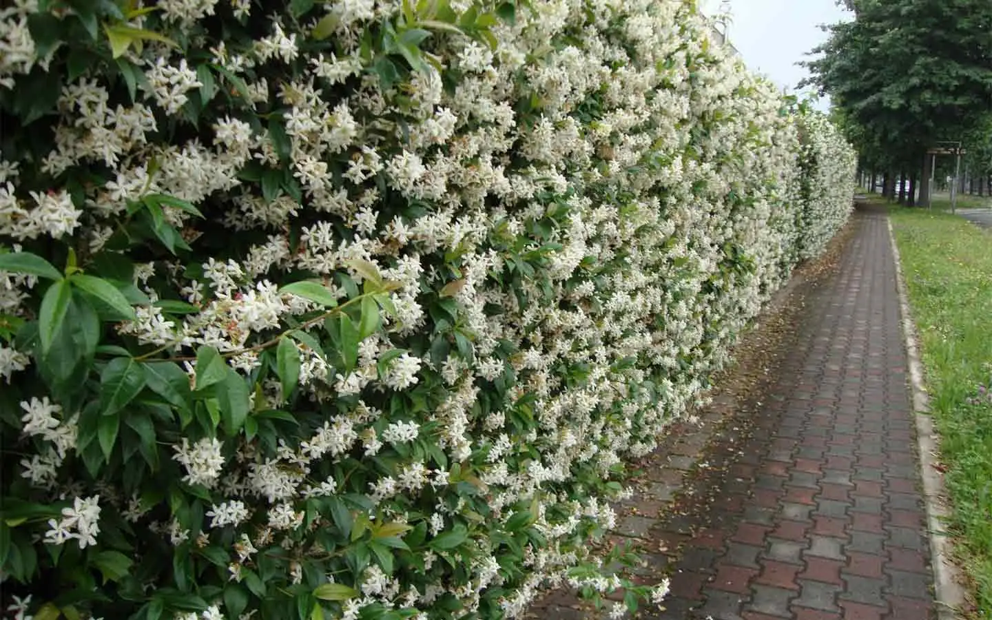 Rampicanti sempreverdi: le migliori per siepi decorative facili da coltivare Rampicanti sempreverdi: le migliori per siepi decorative facili da coltivare