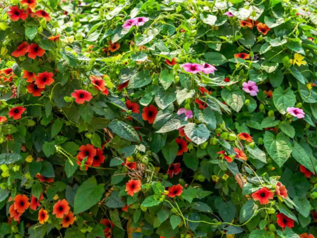 La rampicante fiorita che attira le api e protegge le colture dell’orto La rampicante fiorita che attira le api e protegge le colture dell’orto