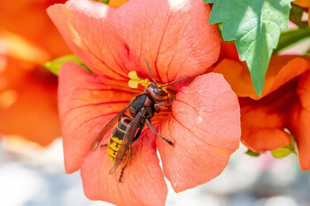 La rampicante fiorita che attira le api e protegge le colture dell’orto La rampicante fiorita che attira le api e protegge le colture dell’orto