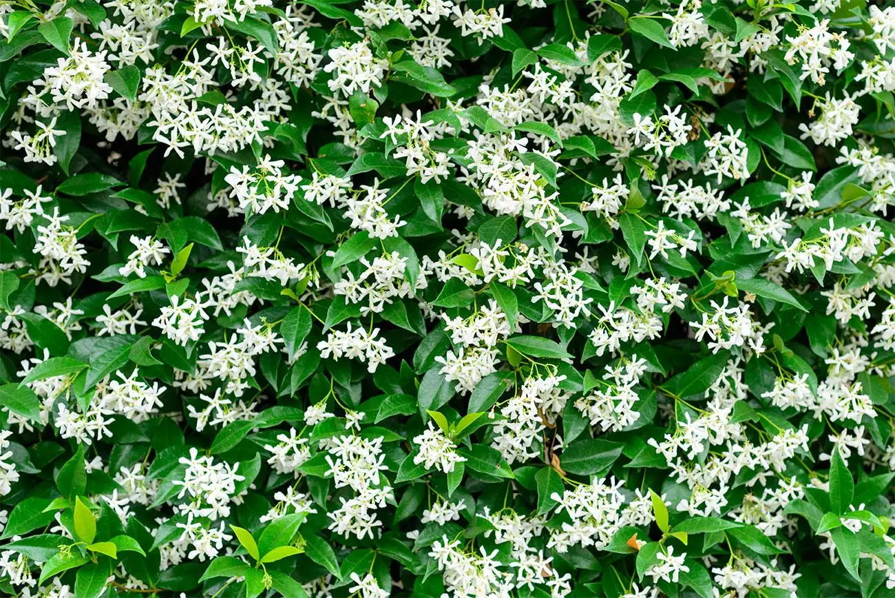 La rampicante fiorita che attira le api e protegge le colture dell’orto La rampicante fiorita che attira le api e protegge le colture dell’orto